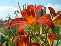 index1_125px