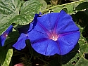 index2_125px