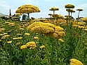 index3_125px